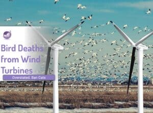 wind turbines kill birds - note