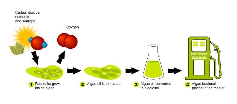 synthetic biofuels using bacteria